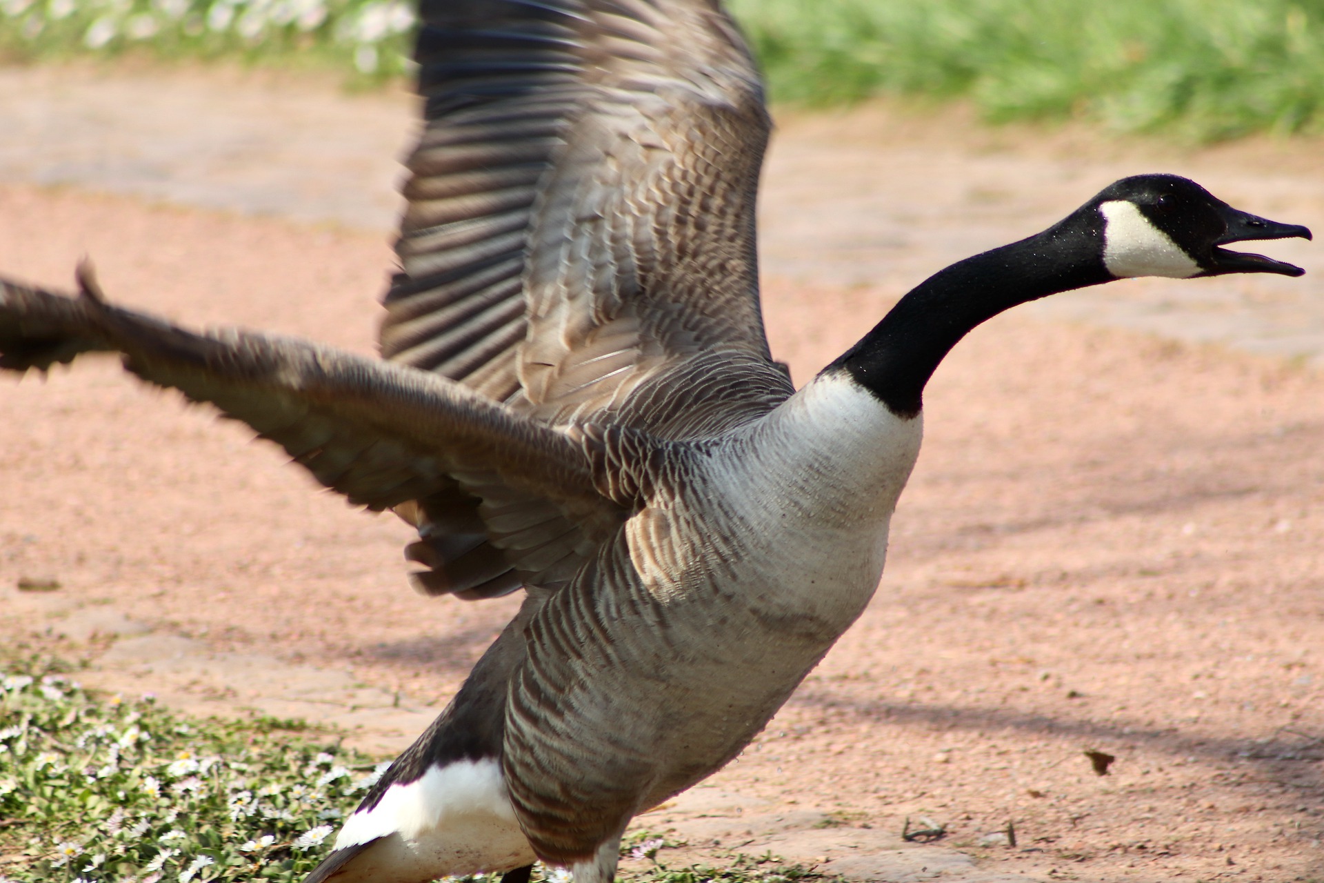 Oh Canada Geese Inkspire