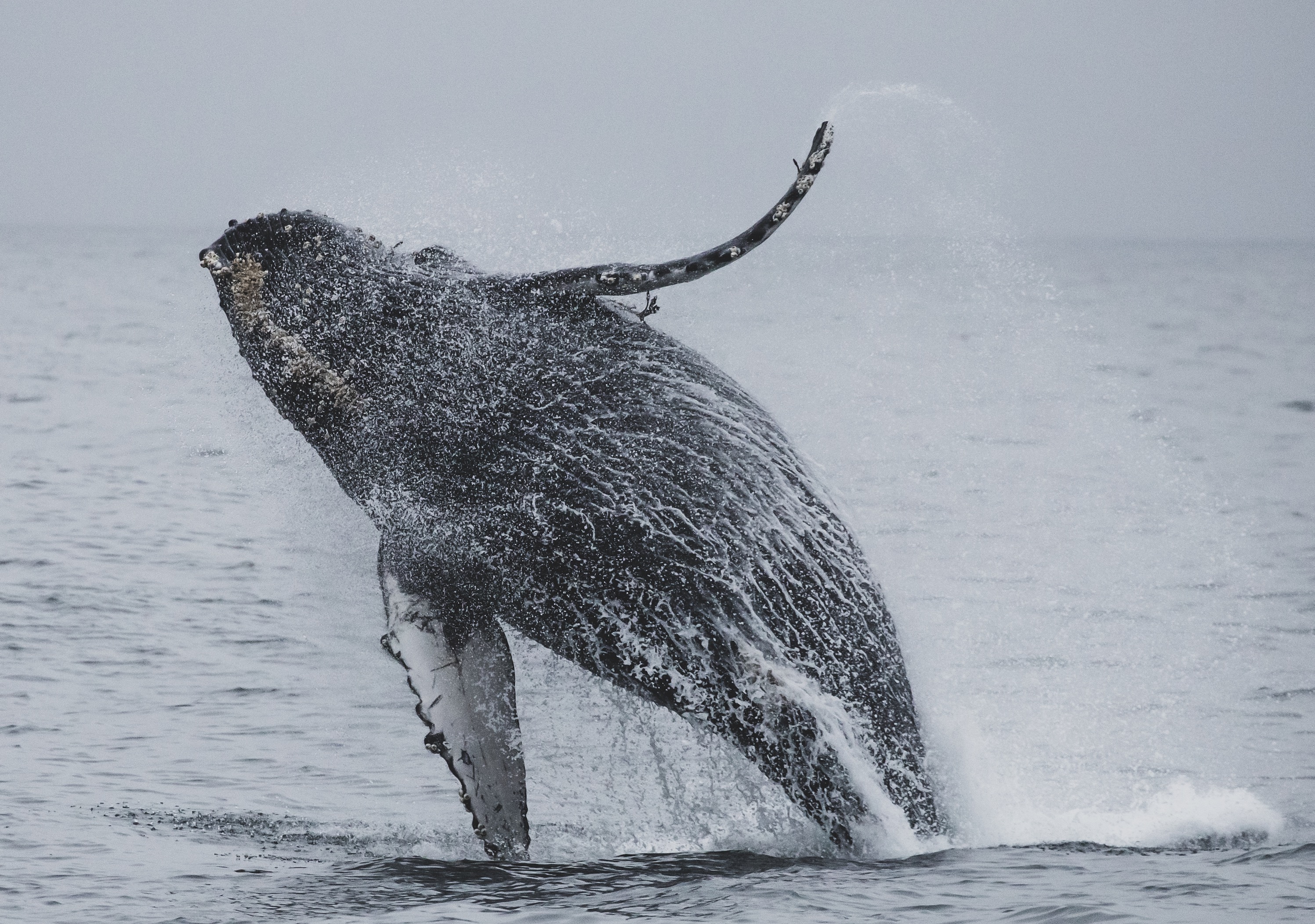 Humpback whale breaching off the coast, jumping out of water.