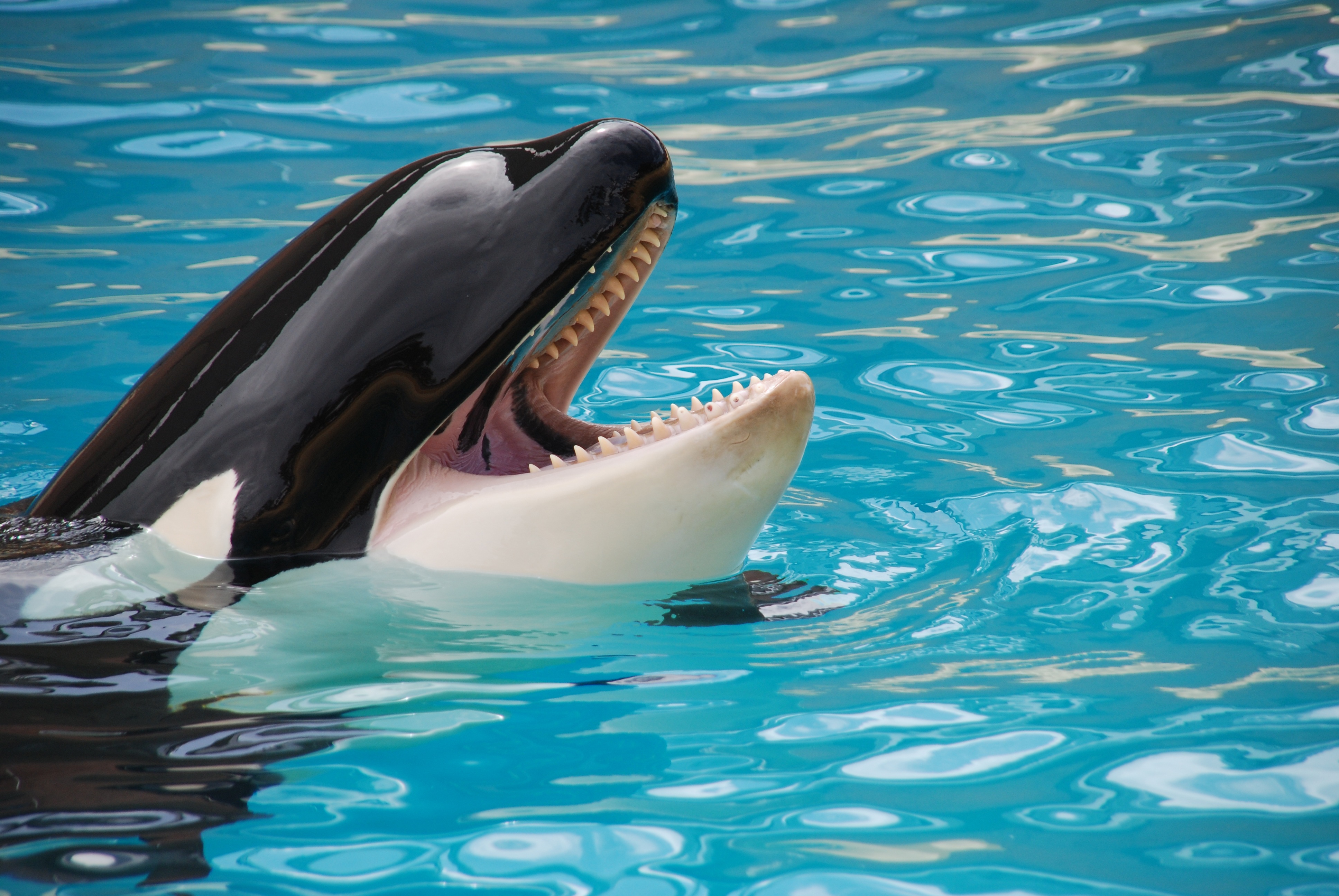A majestic orca whale showing its teeth while swimming in clear blue water.