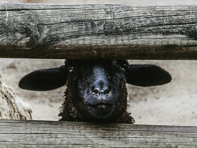 The Black Sheep: Mental Illness in the Black Community