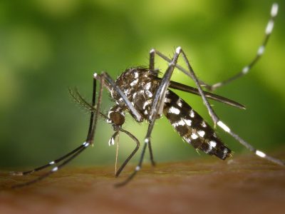 Could Biotech Stop the Zika Virus?