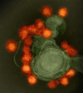 Could Biotech Stop the Zika Virus?