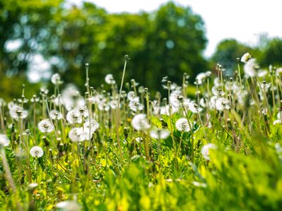 A Weedy Part-Time Job