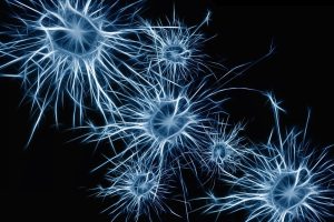 Brain cells in the body