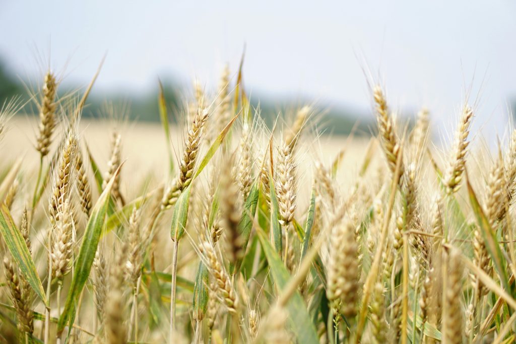 Going gluten-free?