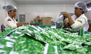 A pair of women preparing packages of Natex.