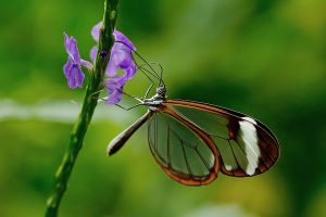 An orange butterfly perched against a flower stem.