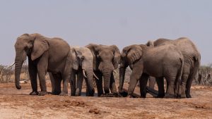 A group of elephants.