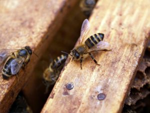 Three bees perch near a wooden board.