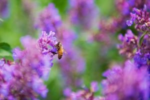 A honey bee pollinating lavender.