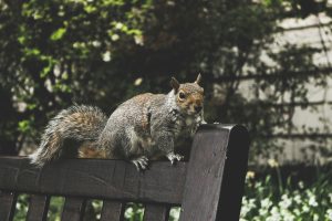 A grey squirrel perched on a wooden fence.