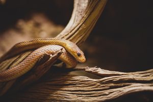A brown snake wrapped around a tree branch.