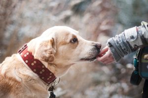 Puppy Love: Introducing a New Breed in Teaching