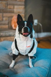 Puppy Love: Introducing a New Breed in Teaching