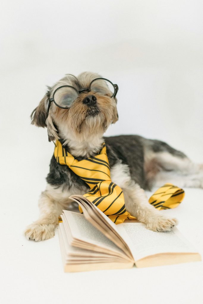 Puppy Love: Introducing a New Breed in Teaching