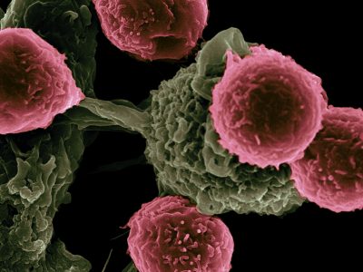 Novel Cancer Therapies