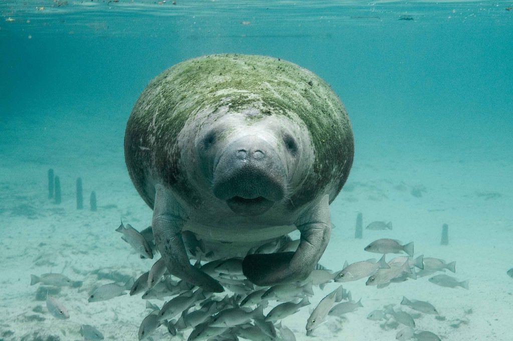 The Great Barrier Reef: A Long History, A Short Future