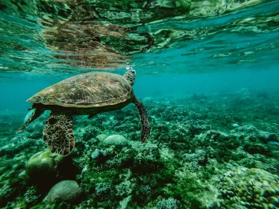 The Great Barrier Reef: A Long History, A Short Future
