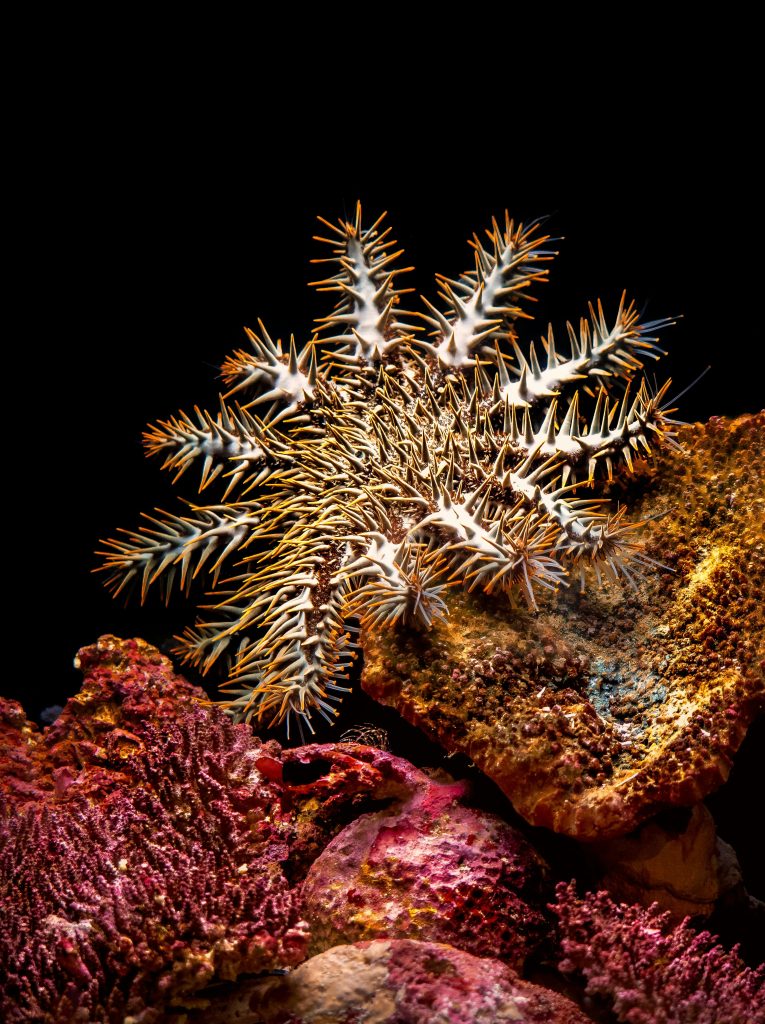 The Great Barrier Reef: A Long History, A Short Future