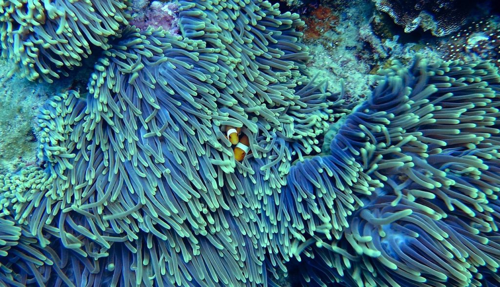 The Great Barrier Reef: A Long History, A Short Future