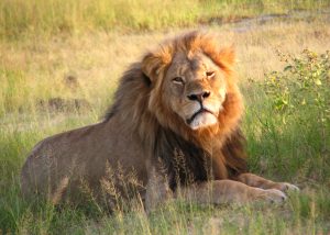 Cecil in Hwange National Park (2010)
