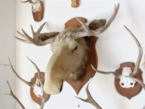 A large Elk head trophy placed on the wall with deer antler trophies.
