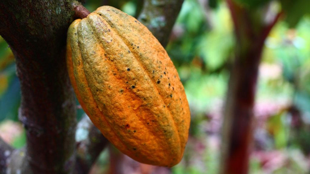 The Poverty Behind Chocolate
