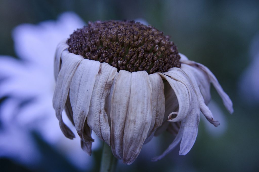 Short Film Production: Why Do Flowers Die