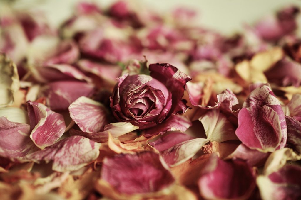 Short Film Production: Why Do Flowers Die