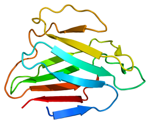 Structure of the LMNA protein.
