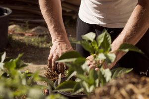 A gardener tending to a bed of plants.