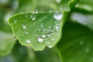 A ginkgo leaf with water droplets.