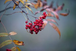 Red medicinal herbs on a branch.