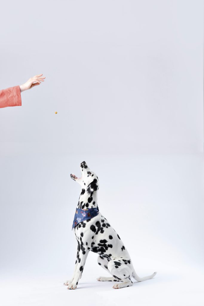 Dogs: The Good, The Great, And The Best