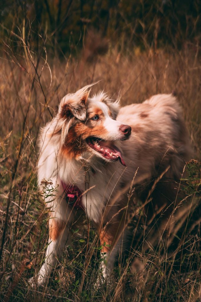 Dogs: The Good, The Great, And The Best
