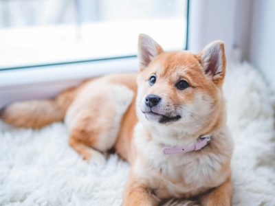 Dogs: The Good, The Great, And The Best