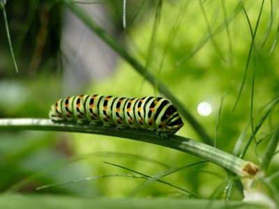A caterpillar on a leaf stem.