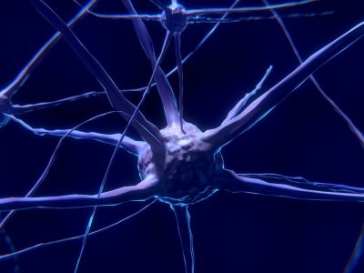 Nerves within the nervous system.