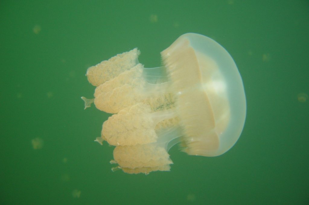 Staying Gold: The Jellyfish who Survived Climate Change