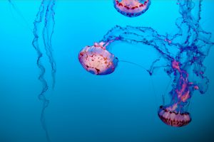 Staying Gold: The Jellyfish who Survived Climate Change