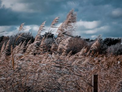 Blowing wild reeds in a cloudy field
