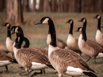 A group of Canada Geese roaming on grass in a fall landscape.