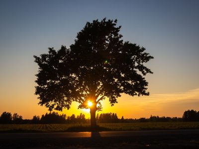A dramatic silhouette of a tree against a golden sunset in a serene field setting.