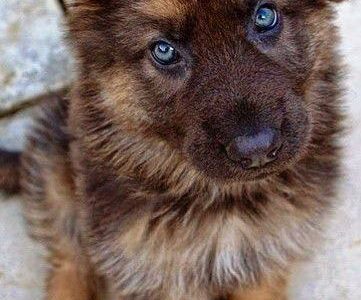 Dogs: The Good, The Great, And The Best