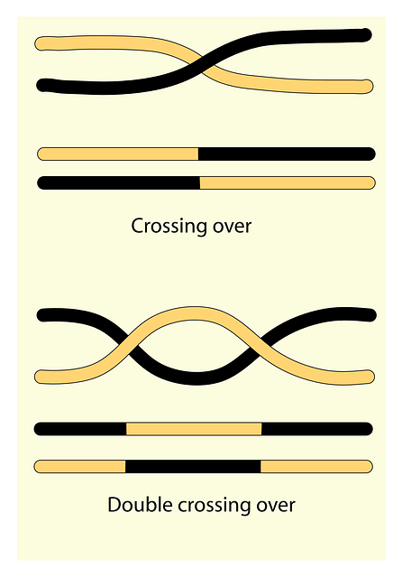 Sex Chromosome Anomalies and How Biological Sex is Determined