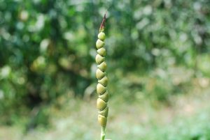 Crop Domestication and Humanity’s Influence on Adapting Plant Species