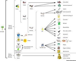 Crop Domestication and Humanity’s Influence on Adapting Plant Species