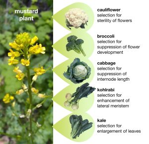 Crop Domestication and Humanity’s Influence on Adapting Plant Species