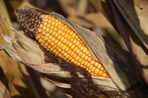 Crop Domestication and Humanity’s Influence on Adapting Plant Species