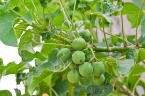 Crop Domestication and Humanity’s Influence on Adapting Plant Species